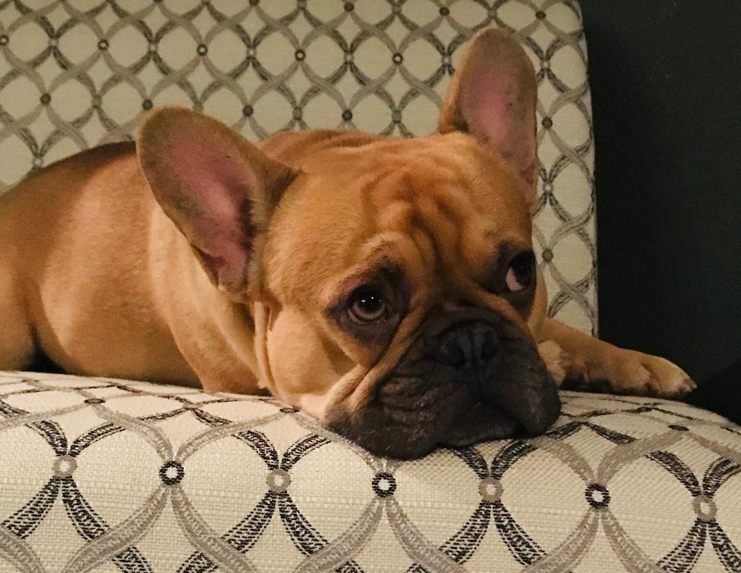 Each of our French Bulldogs are Unique